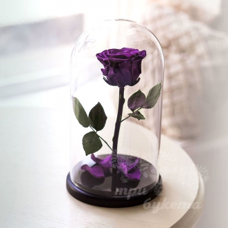 Фиолетовая роза в колбе 26 см