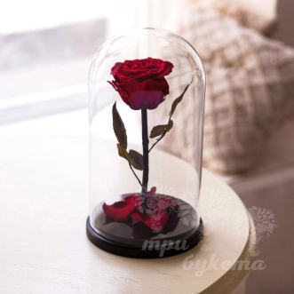 Красная роза в колбе Premium 26 см